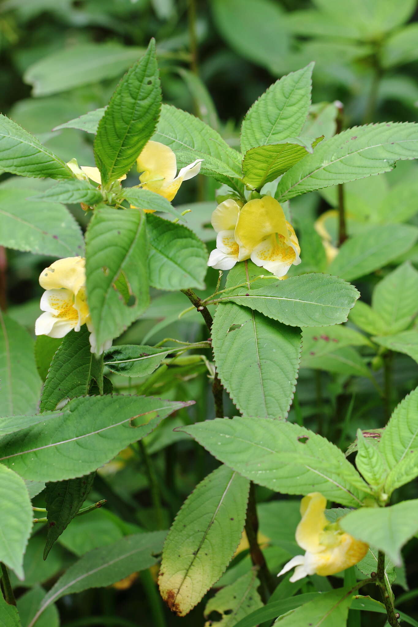 Image de Impatiens cristata Wall.