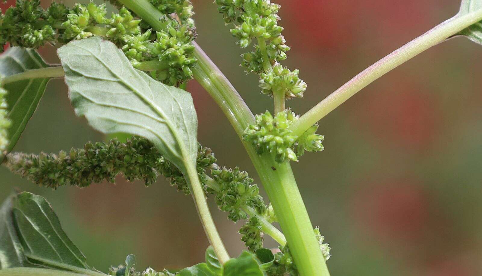 Amaranthus emarginatus subsp. emarginatus resmi