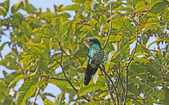 Image of Asian Emerald Cuckoo