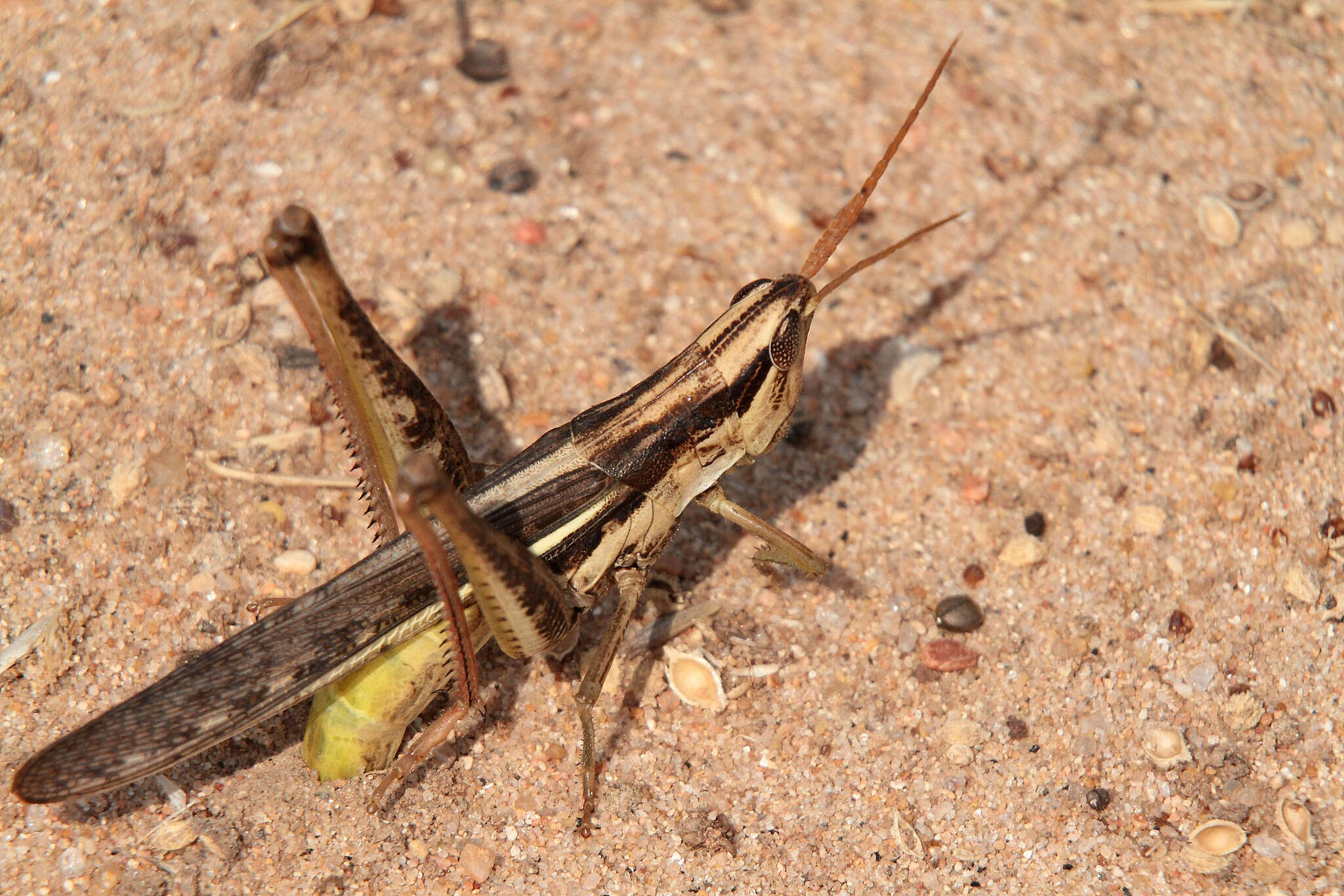 Image of Two-striped Mermiria