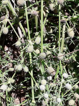 Image de Eryngium divaricatum Hook. & Arn.