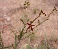 Image de Jamesbrittenia atropurpurea subsp. pubescens O. M. Hilliard