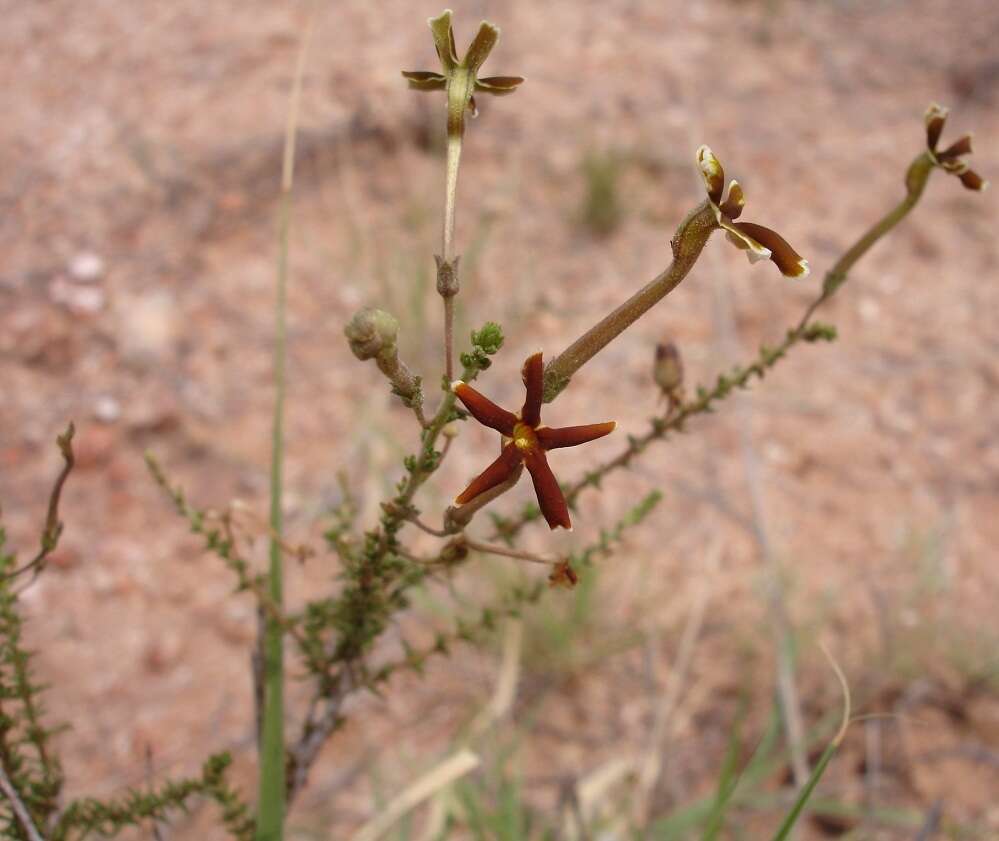 Image de Jamesbrittenia atropurpurea subsp. pubescens O. M. Hilliard