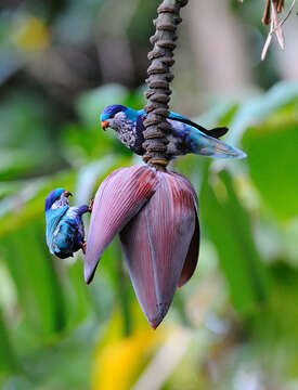 Image of Ultramarine Lorikeet