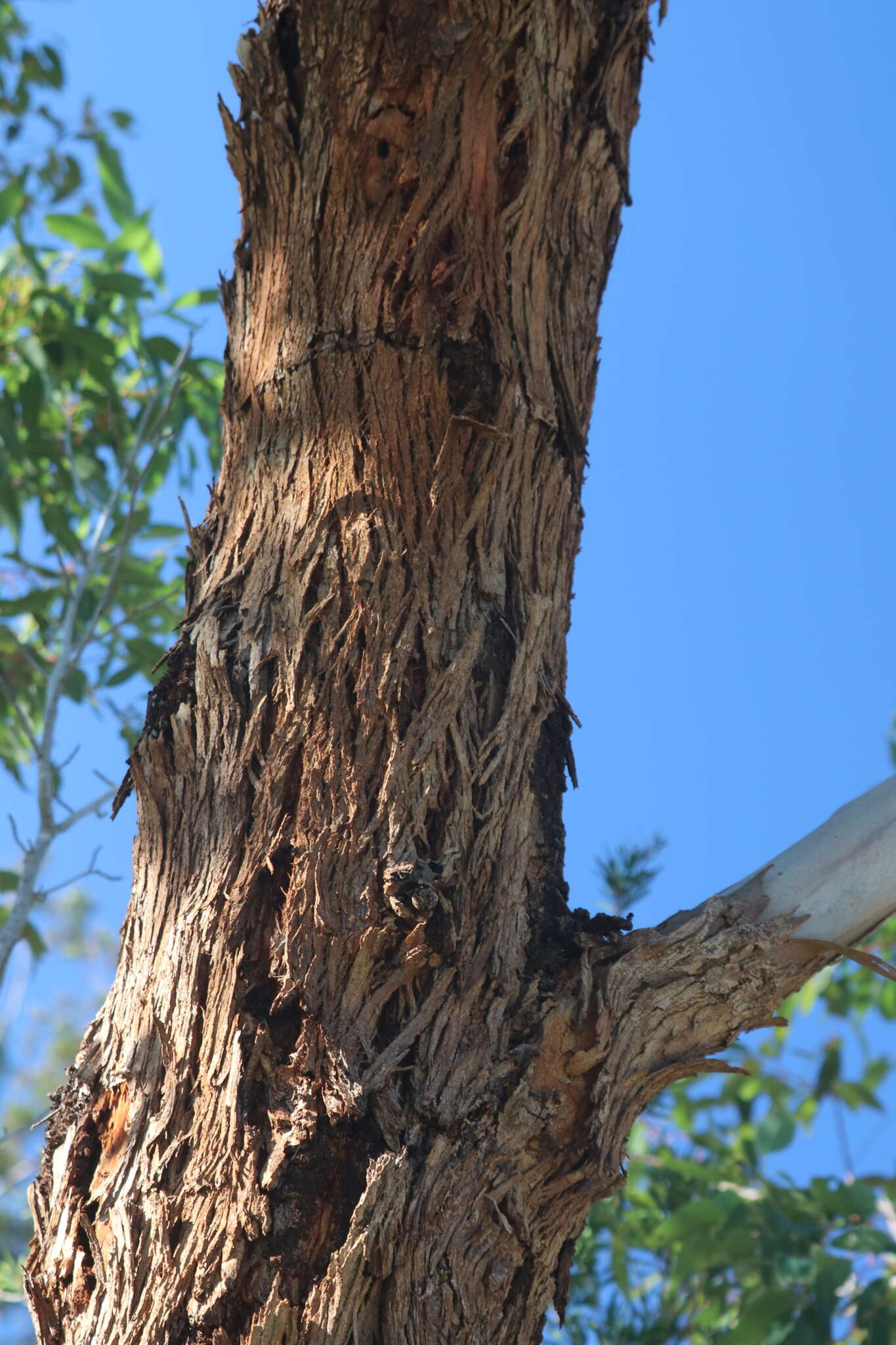 Image of southern mahogany