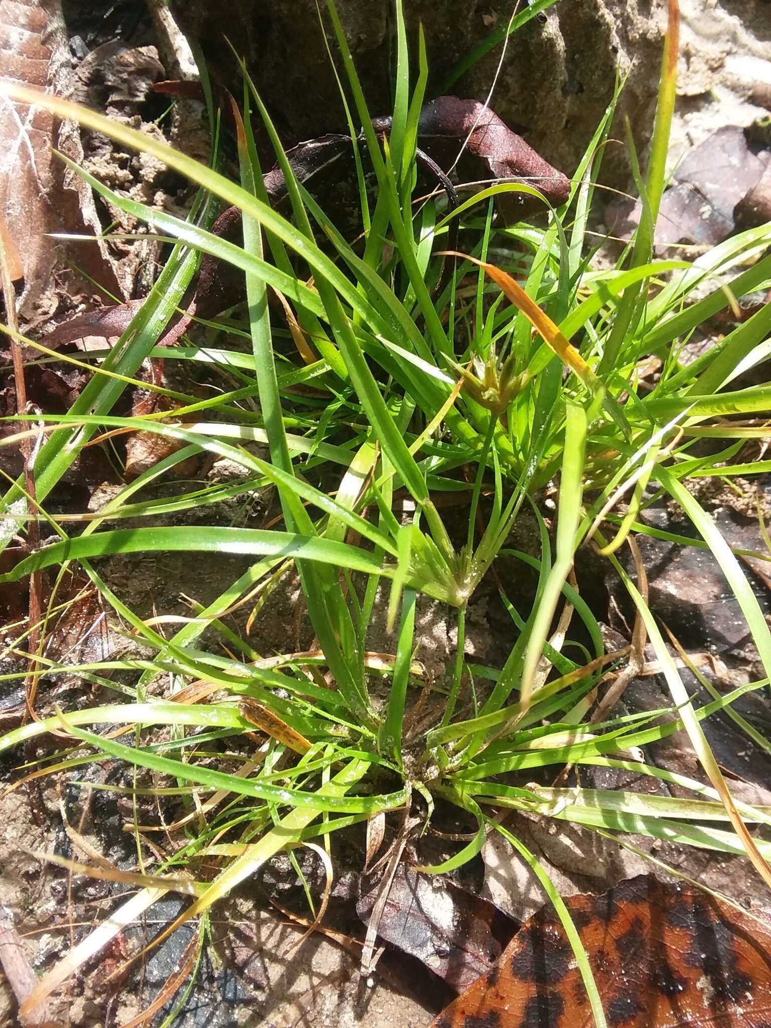 Juncus repens Michx.的圖片