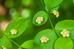 Euonymus americanus L. resmi