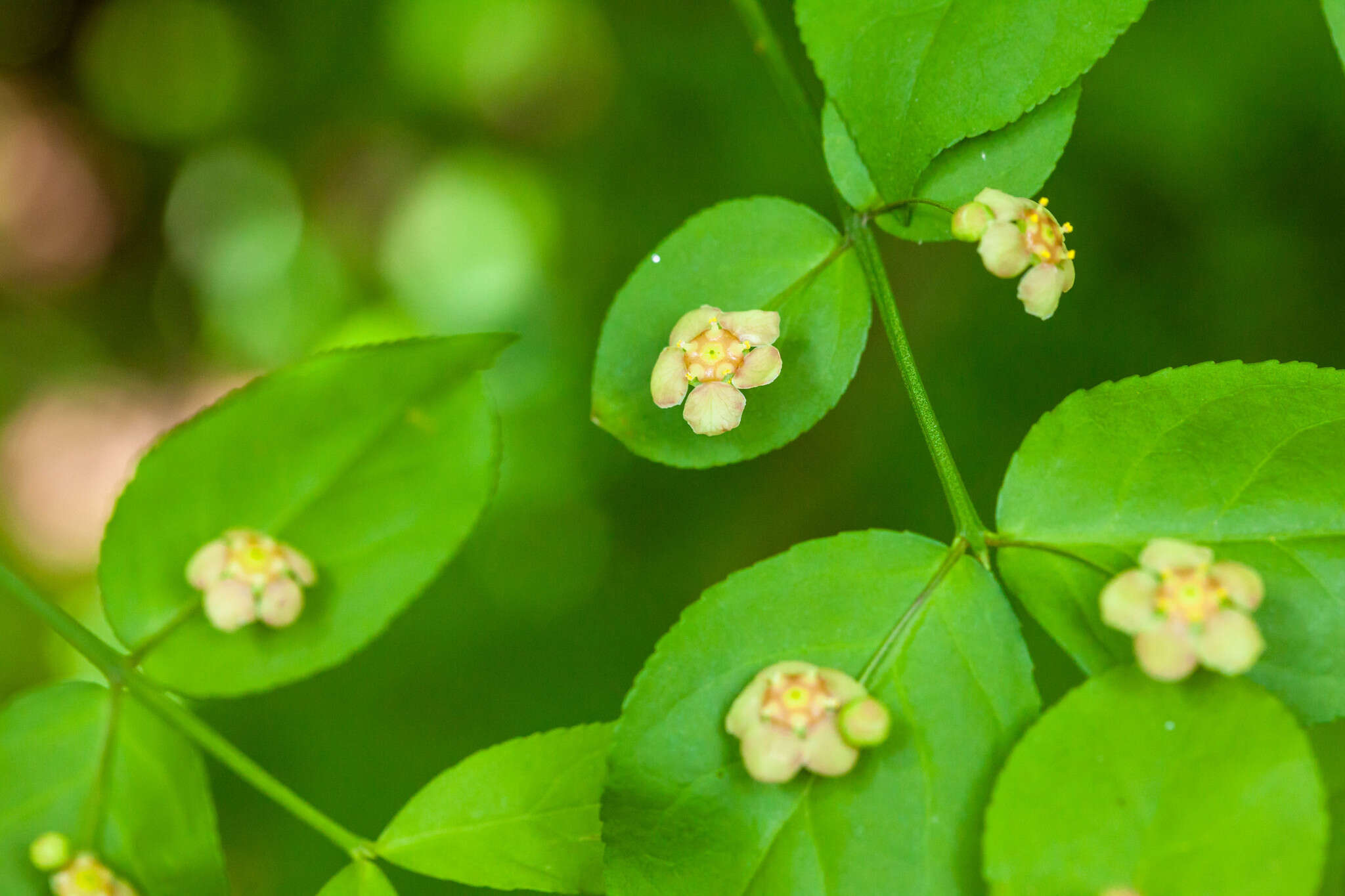 Euonymus americanus L. resmi