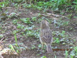 Image of Yellow-browed Sparrow