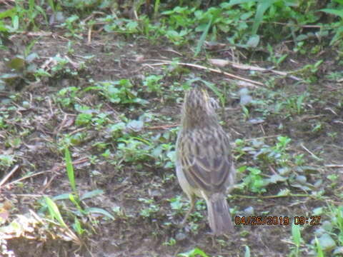 Image of Yellow-browed Sparrow