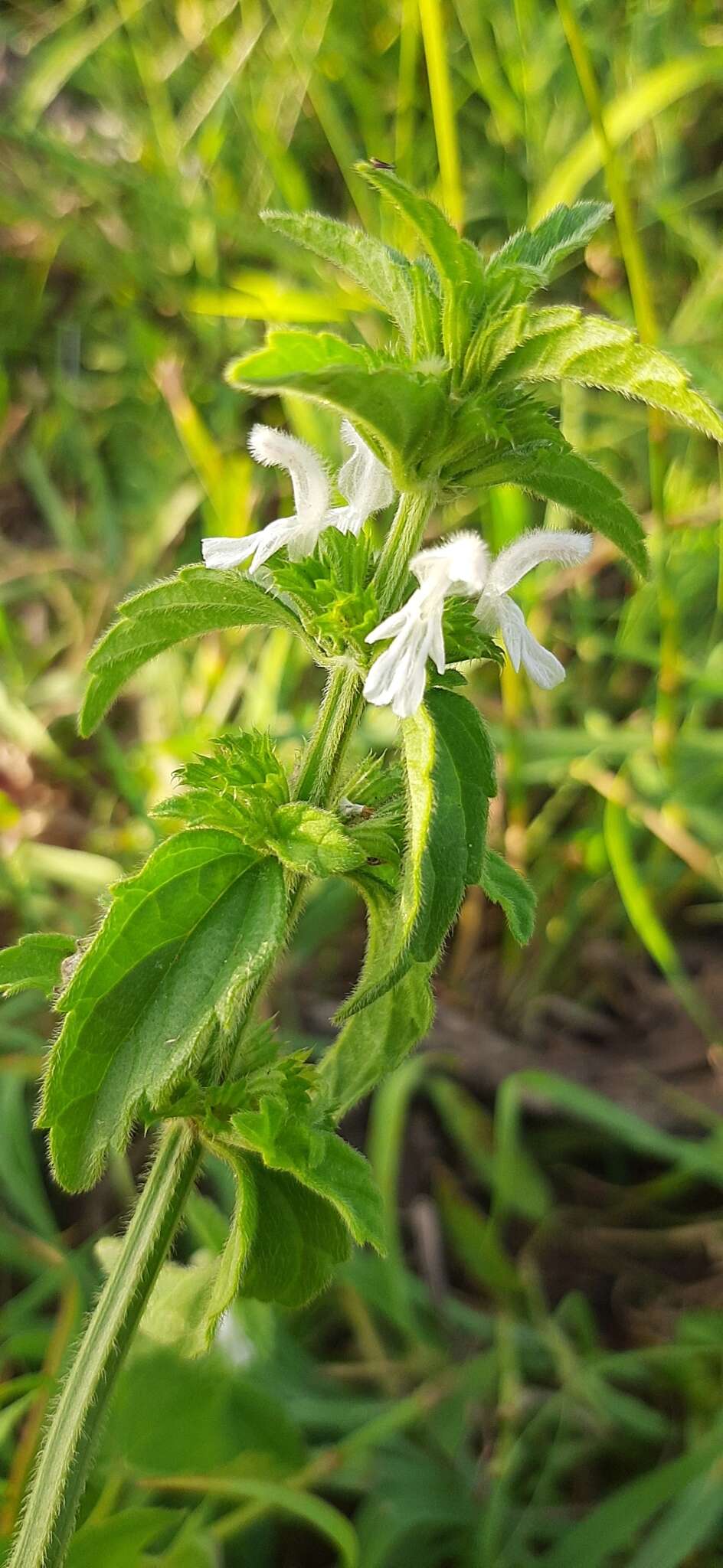 Image of <i>Leucas <i>glabrata</i></i> var. glabrata