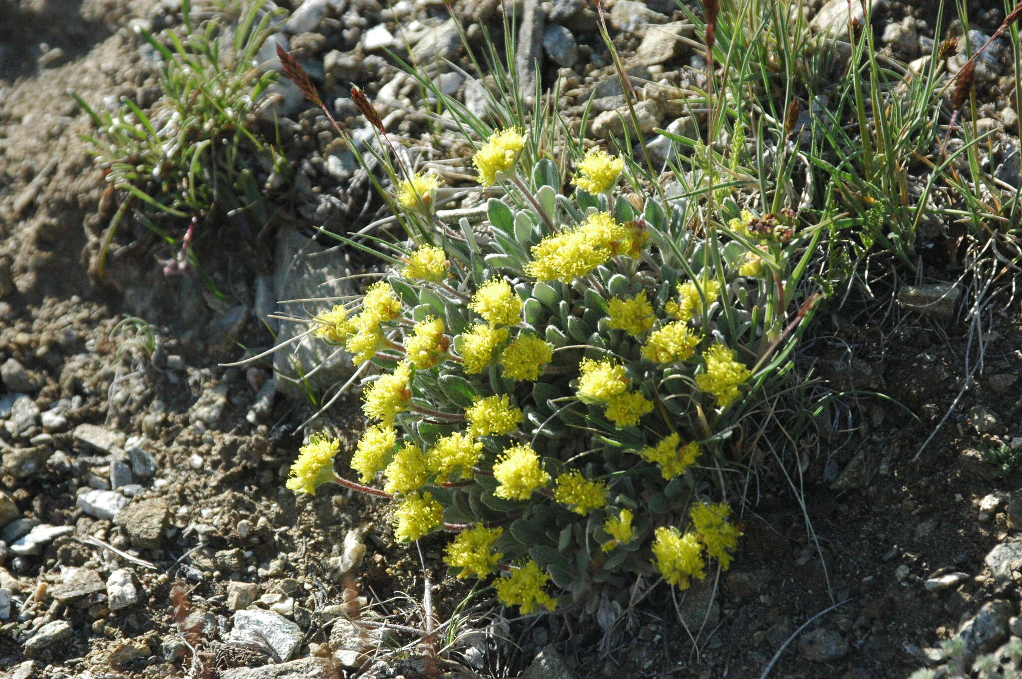 Image of alpine golden buckwheat