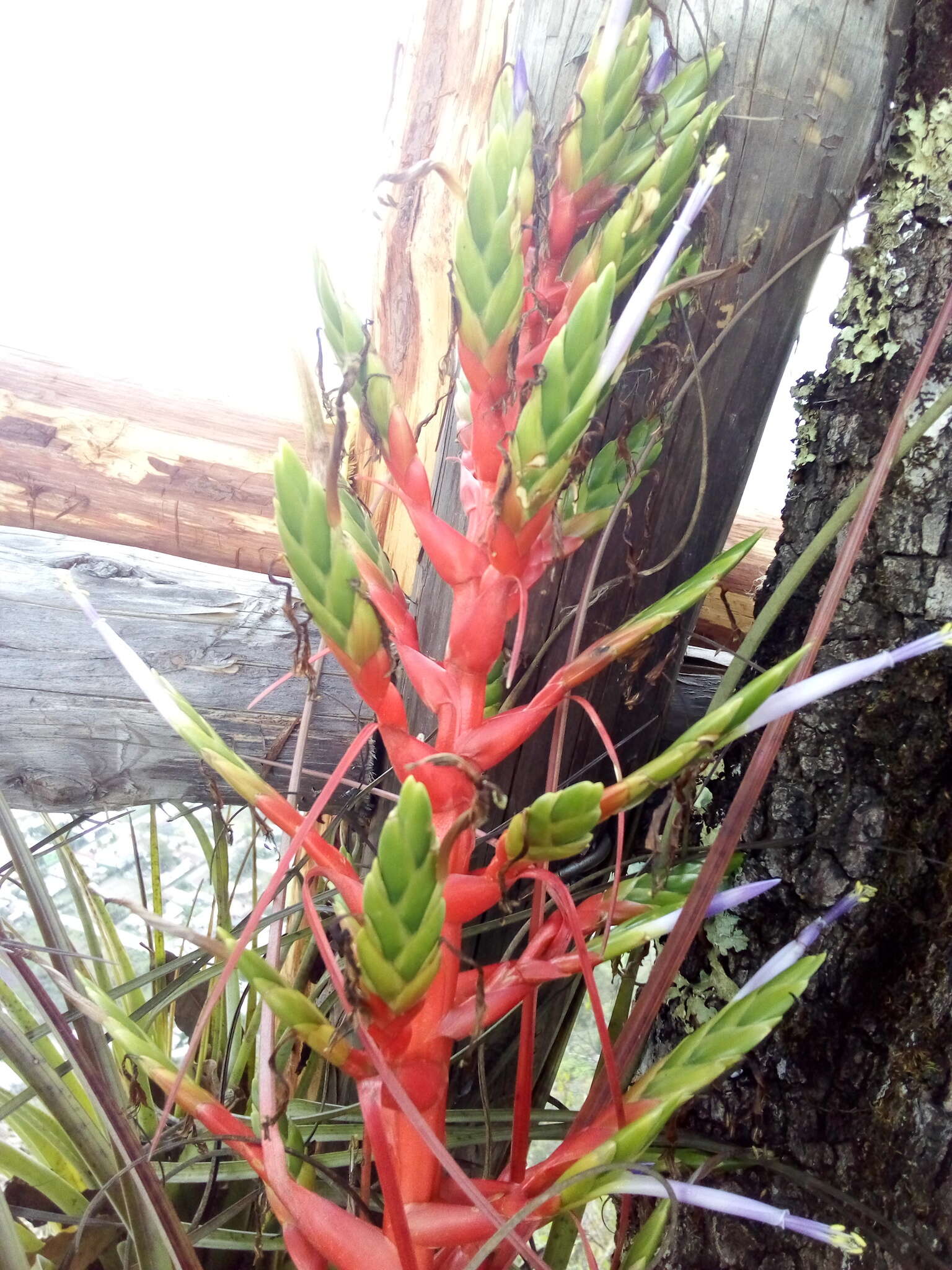 Image of Tillandsia calothyrsus Mez