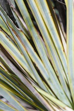 Image of San Angelo yucca