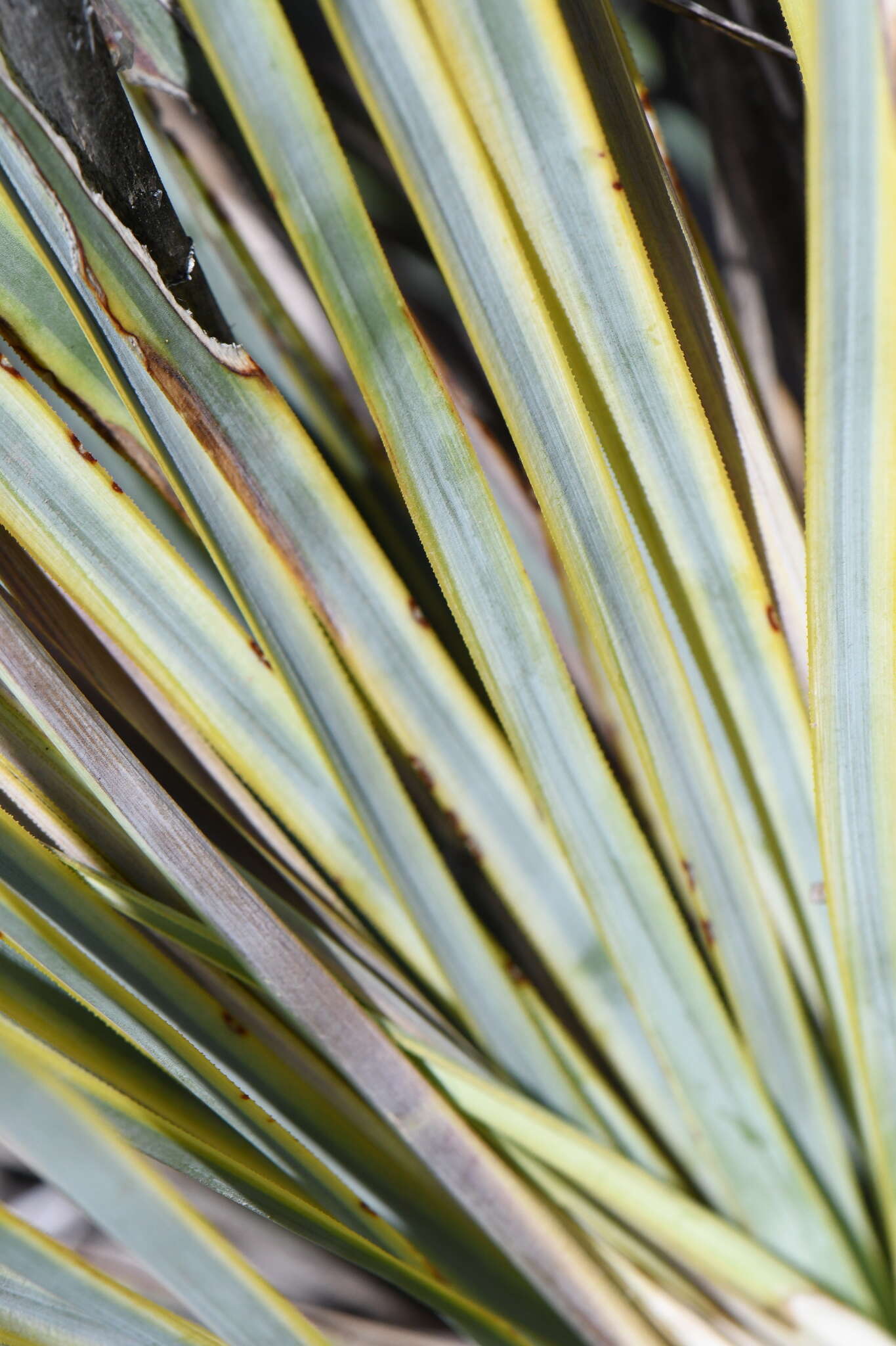 Image of San Angelo yucca