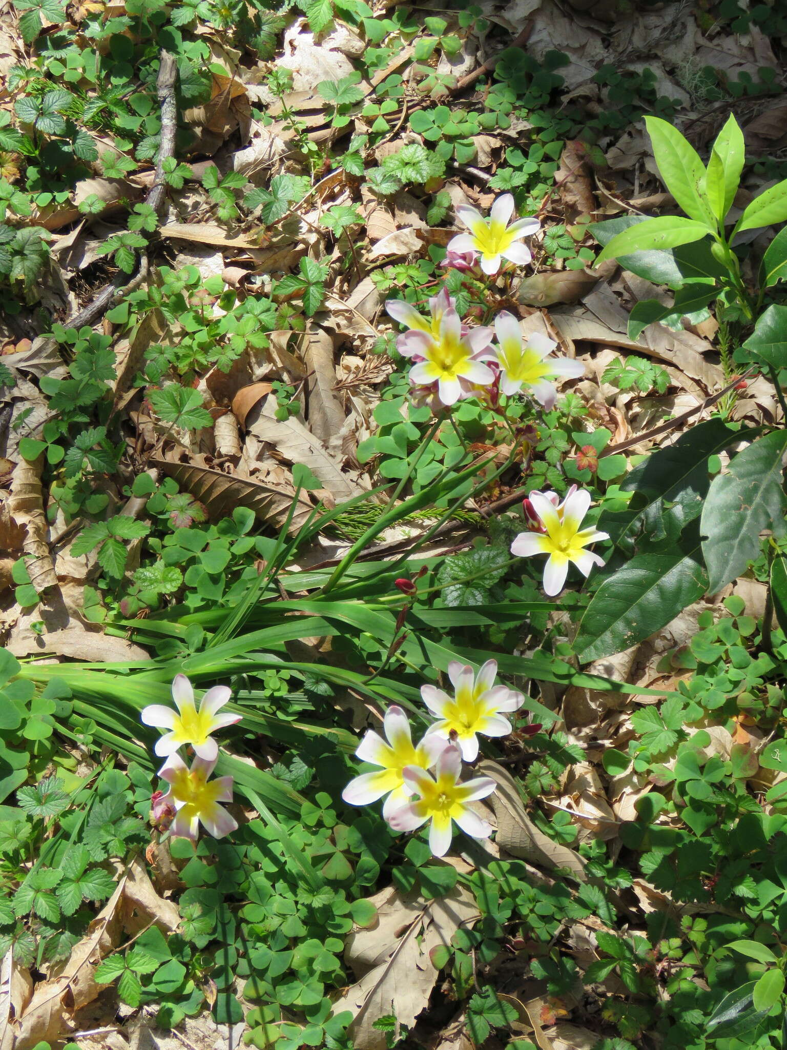 Image of Cape buttercup
