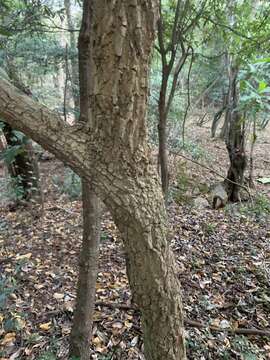 Image of Toad-tree