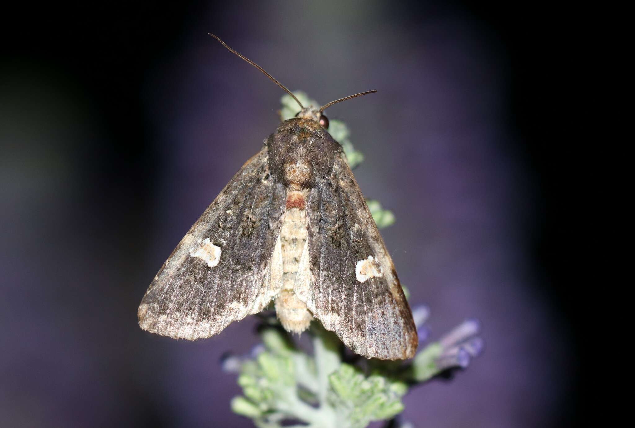 Plancia ëd Melanchra persicariae Linnaeus 1761