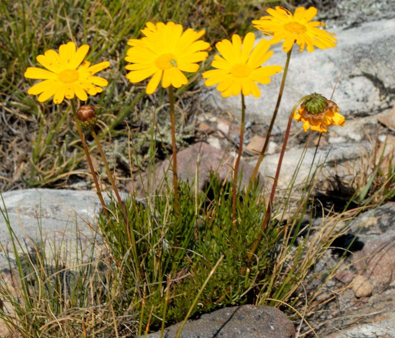 Ursinia paleacea (L.) Moench resmi