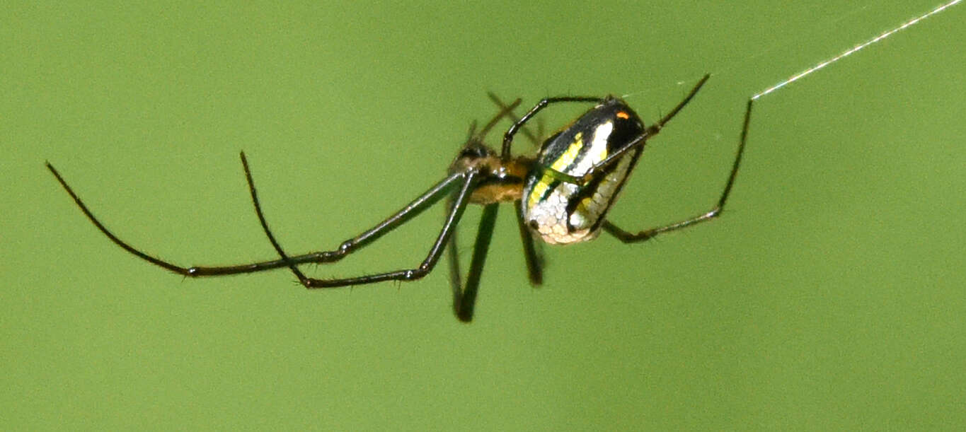 Image of Leucauge regnyi (Simon 1898)