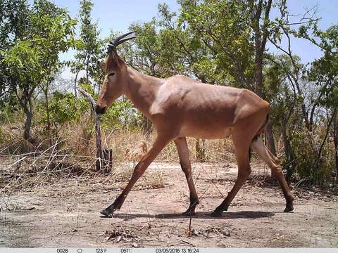 Image of Western Hartebeest