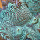 Image of Elegance coral