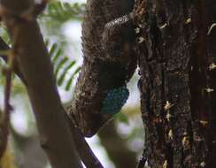 Image of Clark's Spiny Lizard