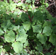 Imagem de Trillium chloropetalum (Torr.) Howell