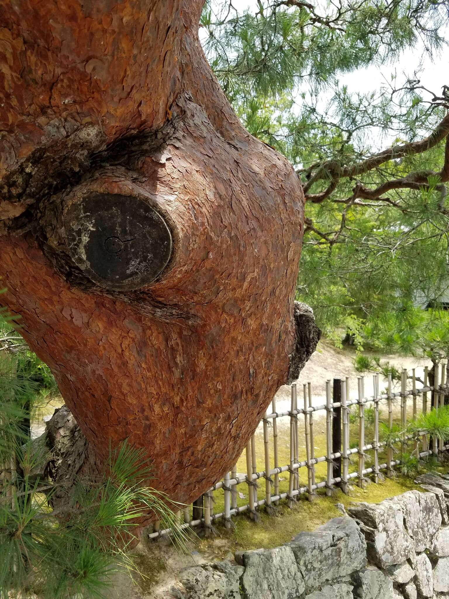 Image of Japanese Red Pine