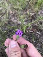 Image of branched blazing star