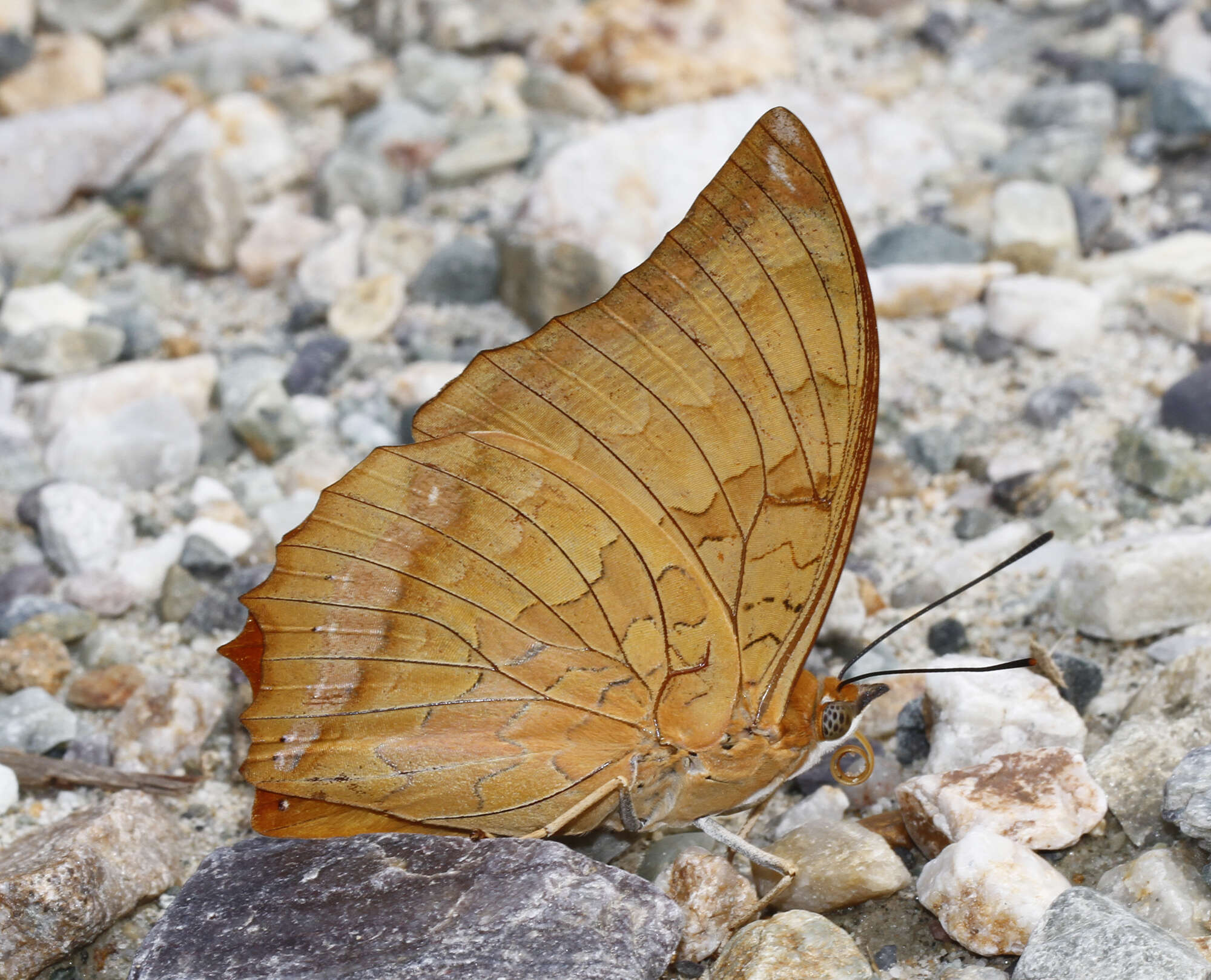 Image of <i>Charaxes <i>marmax</i></i> marmax