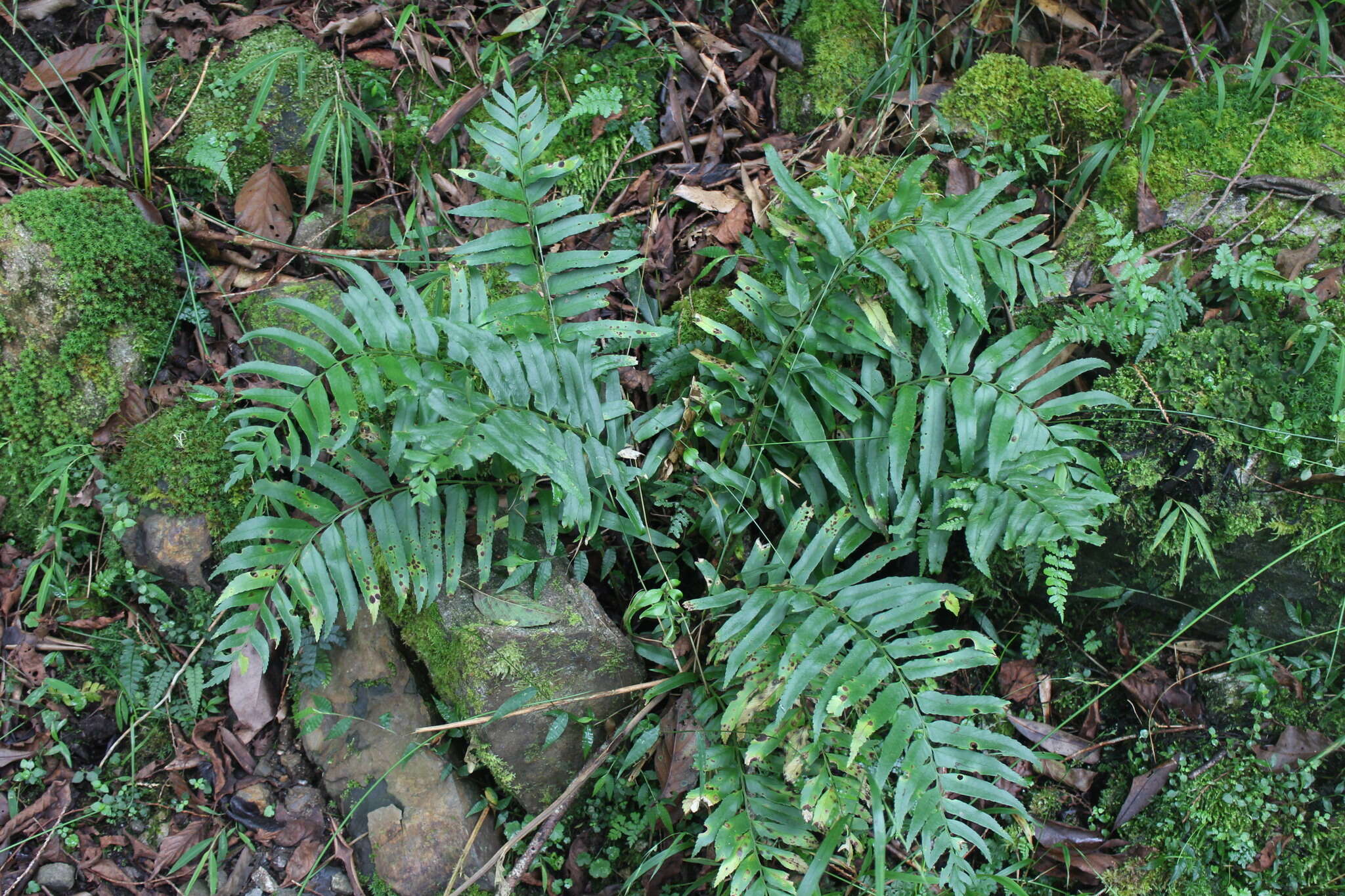 Imagem de Polystichum integripinnum Hayata