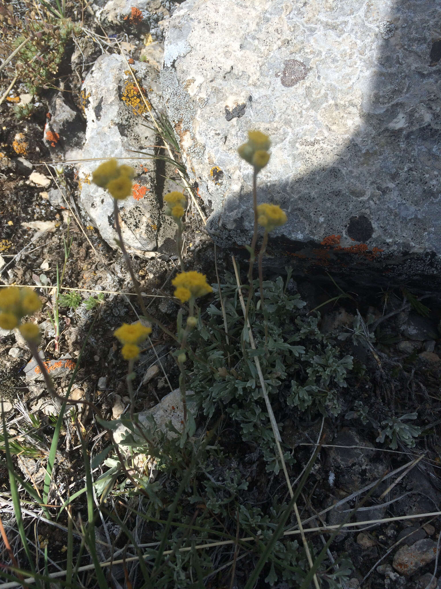 Imagem de Artemisia nuttallii (Torr. & A. Gray) Mosyakin, L. M. Shultz & G. V. Boiko