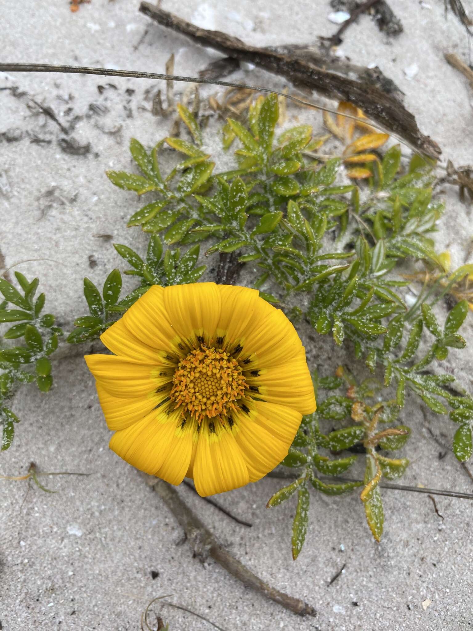 Image of Gazania maritima Levyns