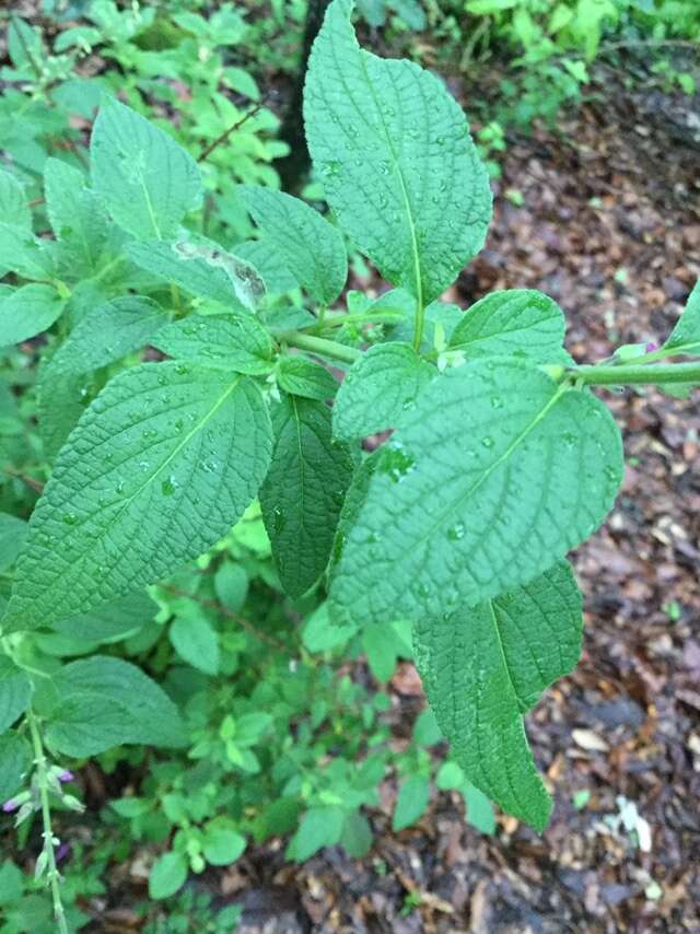 Salvia curviflora Benth. resmi