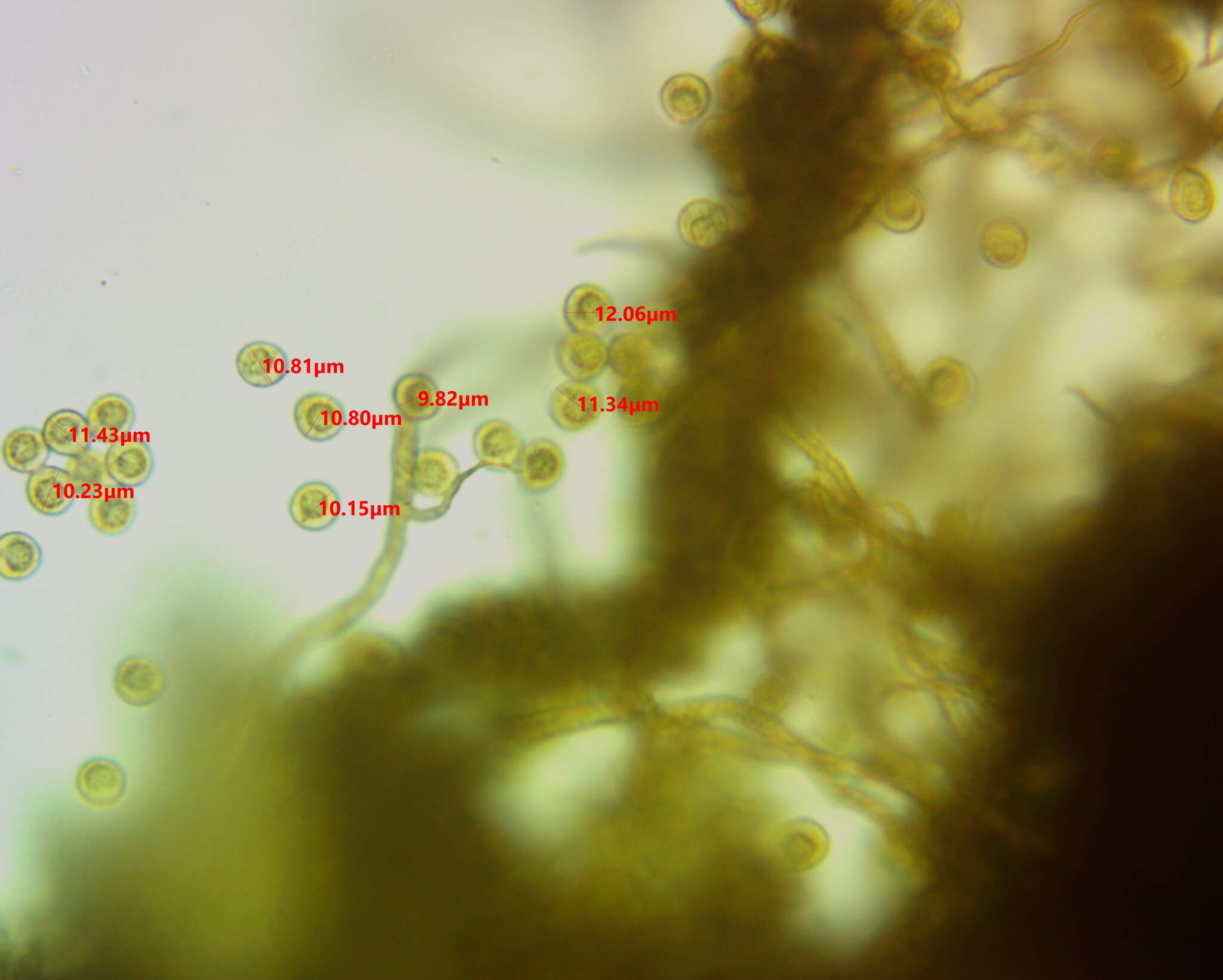 Image of Trichia ambigua Schirmer, L. G. Krieglst. & Flatau 2015