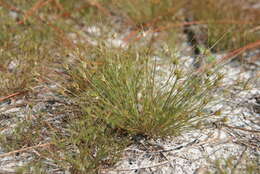 Image of Sandy-Field Hair Sedge