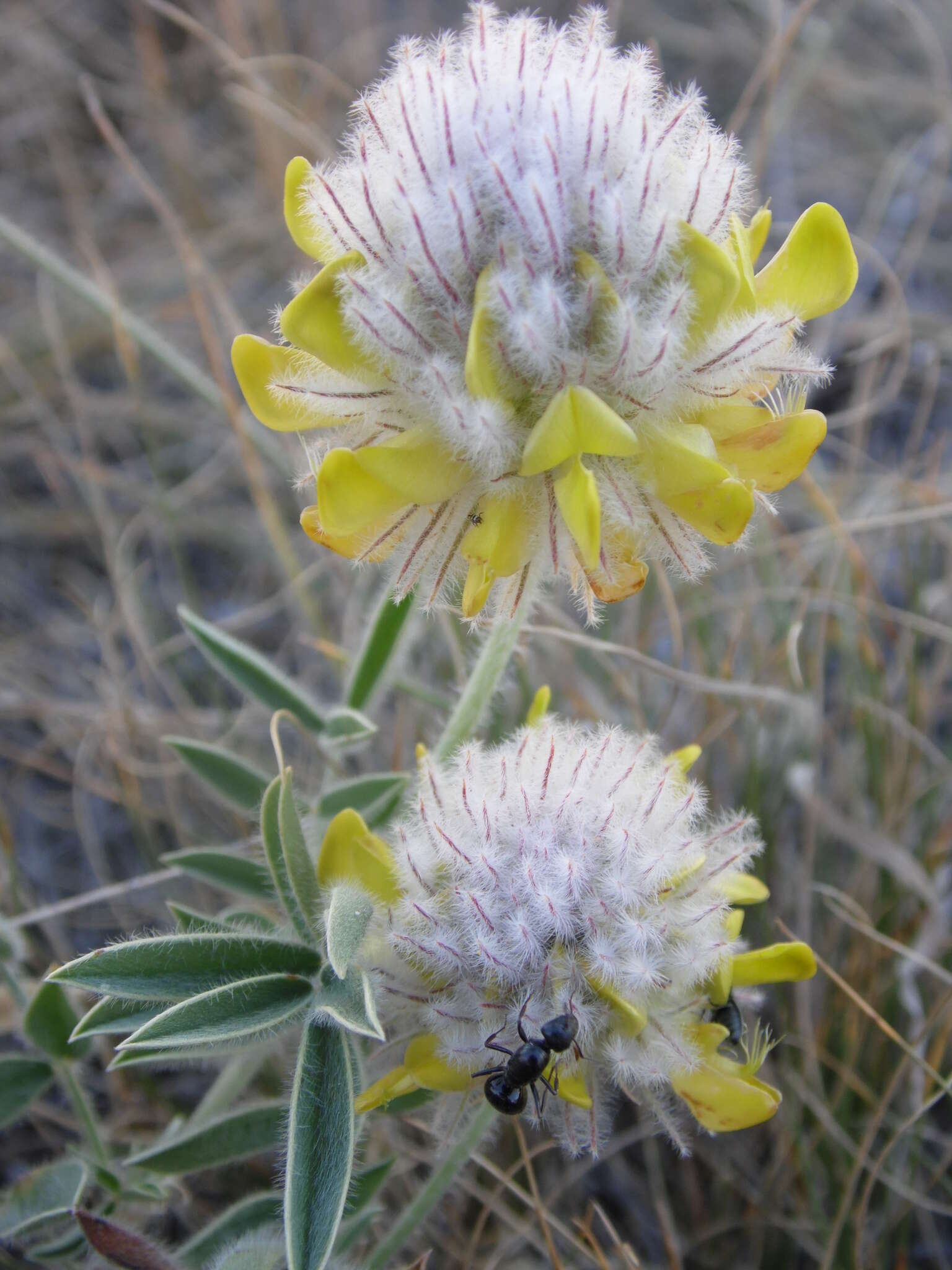 Image of <i>Ebenus hirsuta</i> Jaub. & Spach