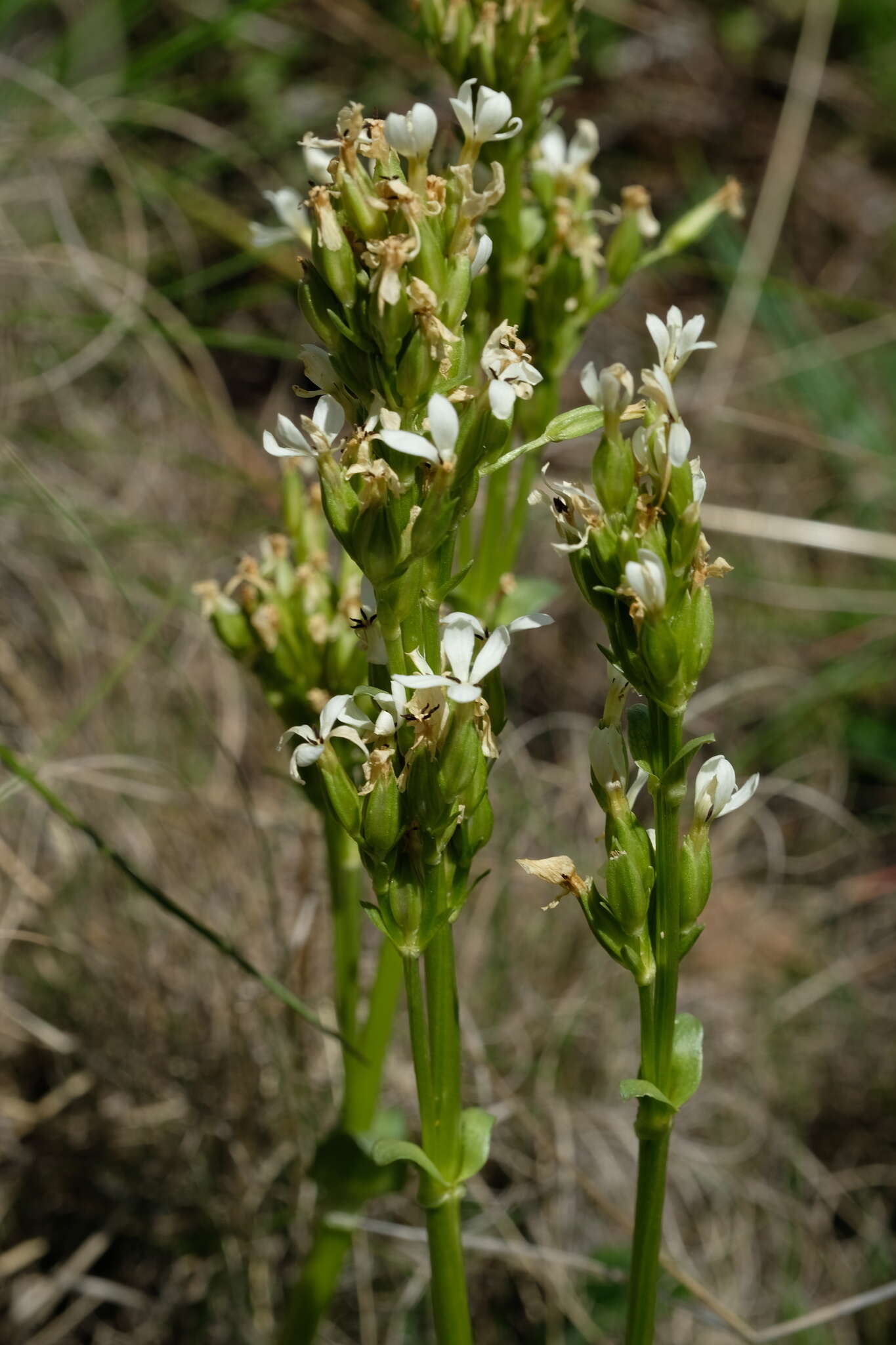 Image of Sebaea spathulata (E. Mey.) Steud.