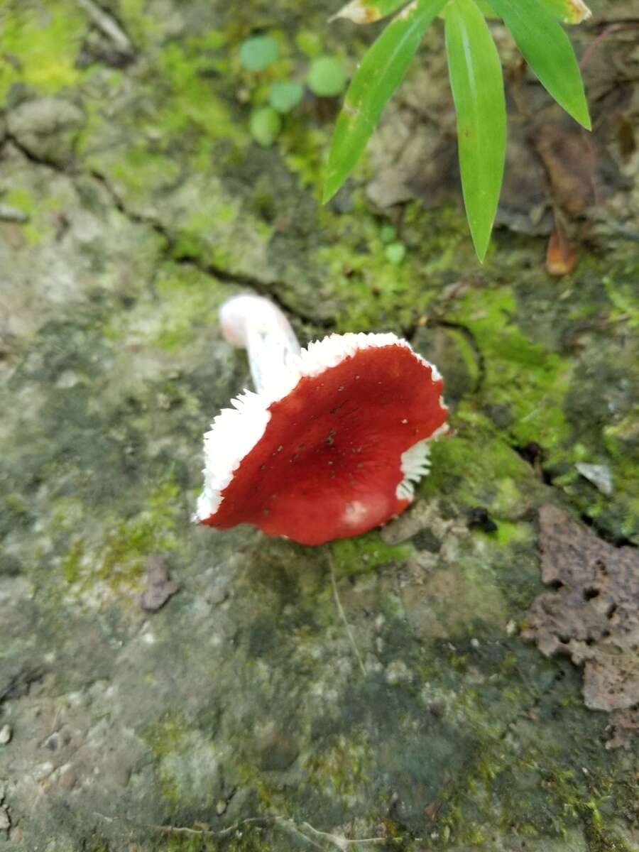 Image of Russula pseudopeckii Fatto 1998