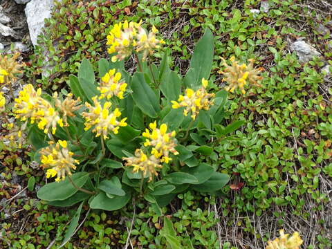 Image of Anthyllis vulneraria subsp. alpestris (Hegetschw.) Asch. & Graebn.