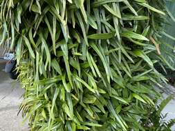 Image of lanceleaf tongue fern