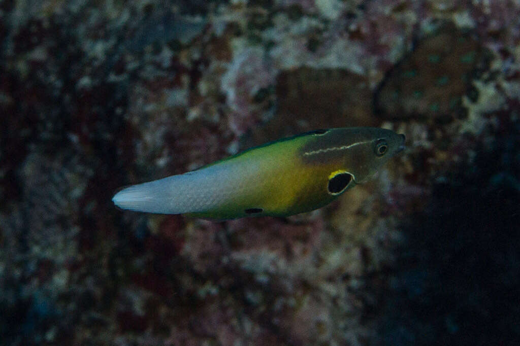 Image of Allen's tubelip wrasse