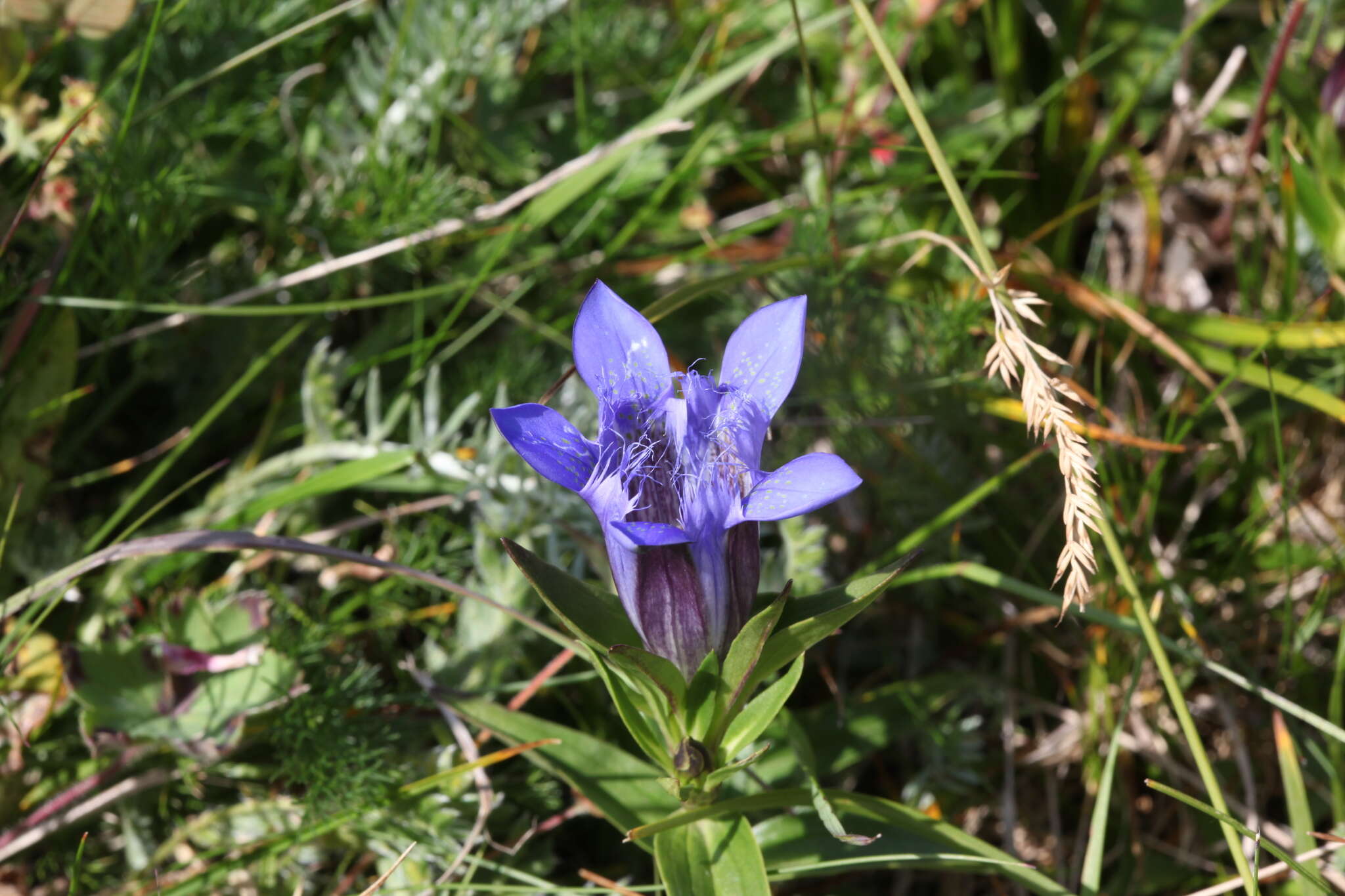 Image of crested gentian