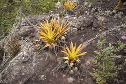 Image of Vriesea chapadensis Leme