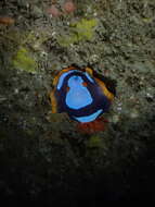 Image de Chromodoris westraliensis (O'Donoghue 1924)