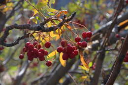 Imagem de Sorbus tianschanica Rupr.