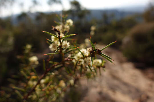 Image of juniper wattle