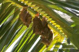 Image of Wahlberg's Epauletted Fruit Bat