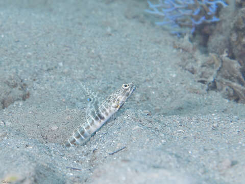 Слика од Tomiyamichthys dorsostigma Bogorodsky, Kovačić & Randall 2011